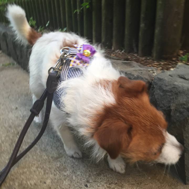 Bd60caa7 9859 4b75 8f2a 545631403ec1