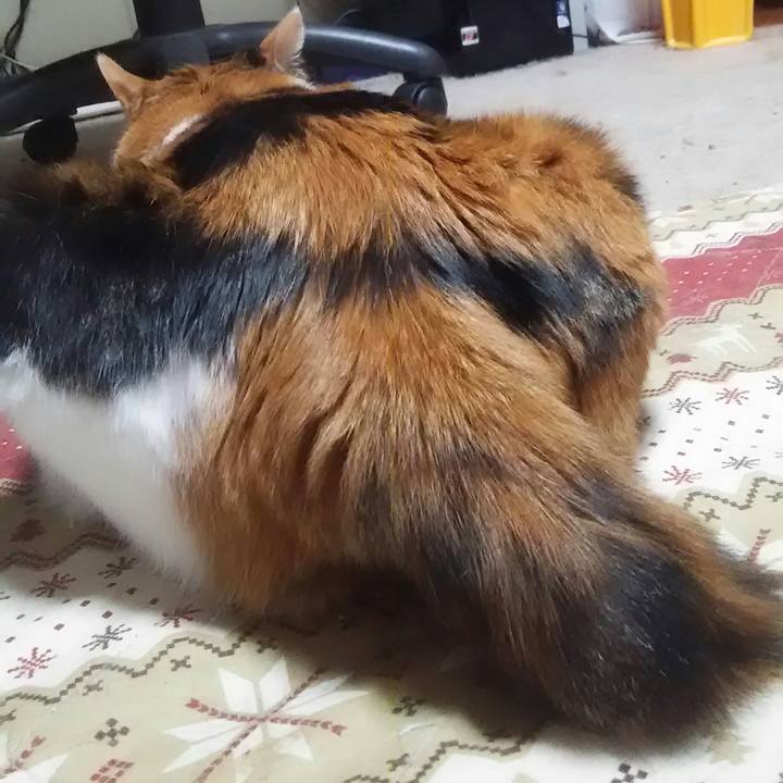 Bd6b6bb4 1154 4567 99ef e3d7eb69c6a3