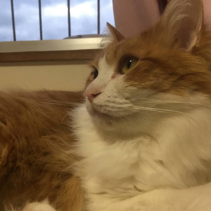 Bd800f7c eb0b 4b2f 943a ccb035ba569e