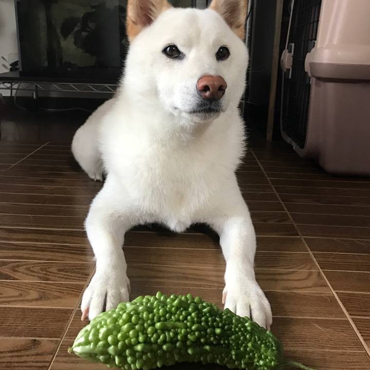 Bd81d7bc a93a 4a93 a5e1 9073a50236d5