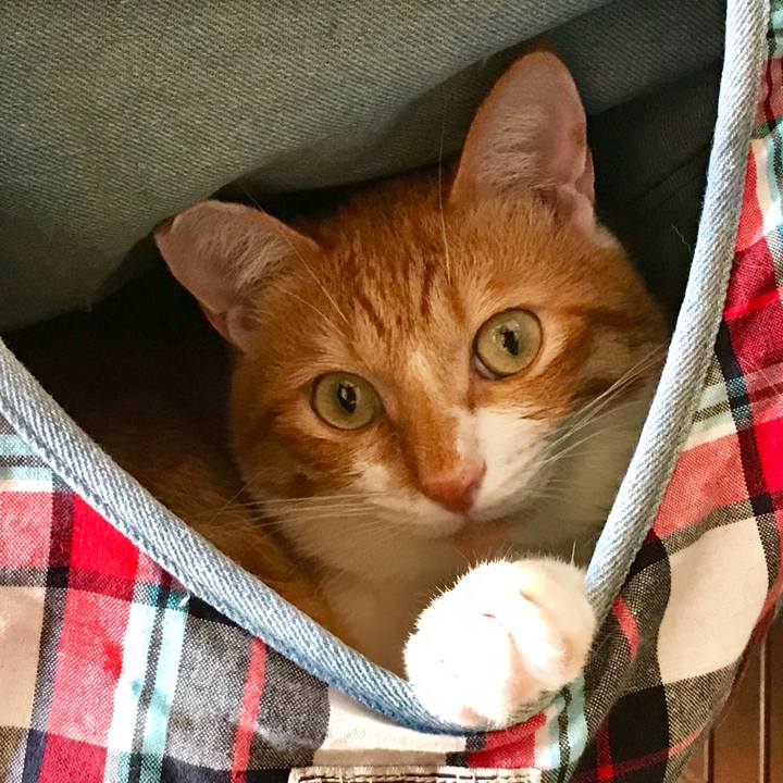 Bd846ea3 2606 4902 8d42 7973e439dfe8