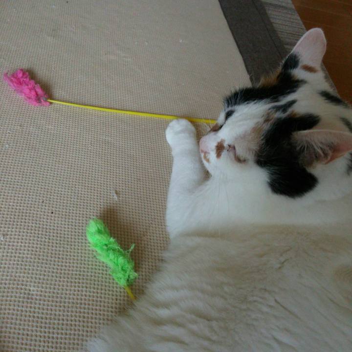 Bd850825 4f76 4d20 a41b bf17dd3ae10f