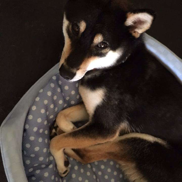 Bd8efdce 8c03 4e6e bff6 70ed383195a4