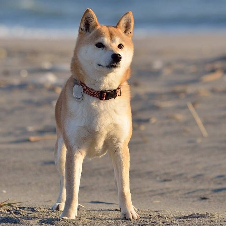 Bda1d21c 2c9a 4f17 a4d1 b65fd071b9e8