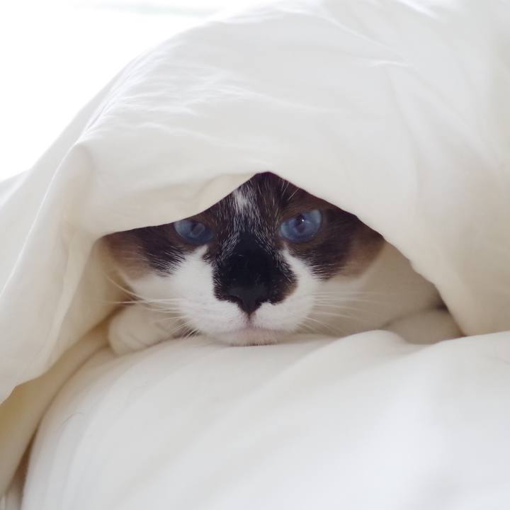 Bda23ac4 3984 4a69 b292 ef9e2cb277ed