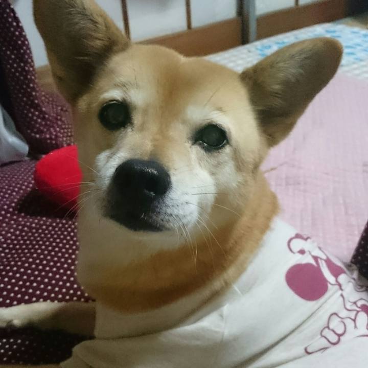 Bda39aed 1c4c 4e49 87ca 27df1f8faca3