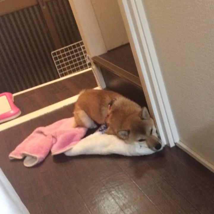 Bdacf3c5 df38 4110 b275 41fbf41a1c30