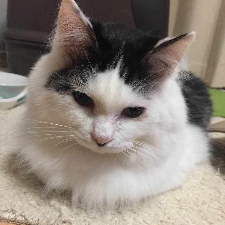 Bdb18687 0665 4d0f 96ba 231b5b5b860b