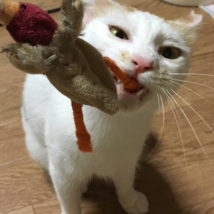 Bdbc1717 d618 4353 bcc2 e2c9917b203a