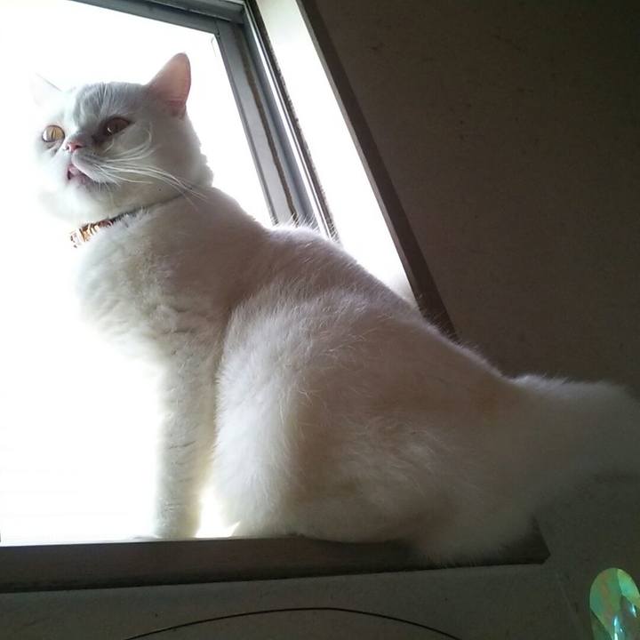 Bdc063ae bd94 4ce6 88a7 1a9e19081661