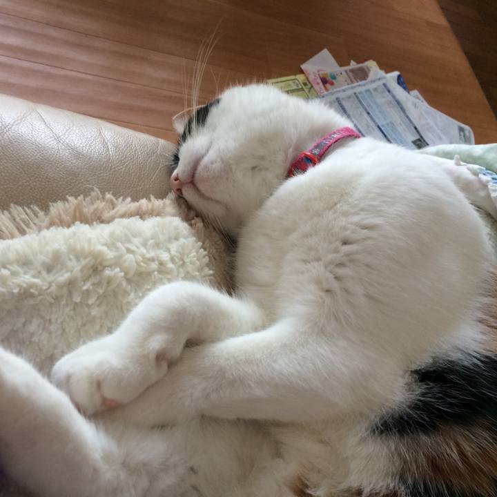 Bdcae8a8 d191 496d 8007 25062e324105