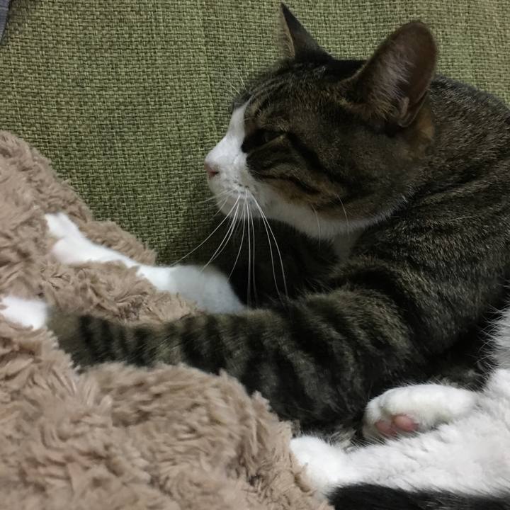 Bdcb103c 93ad 4672 b315 5ee6cc46afa2