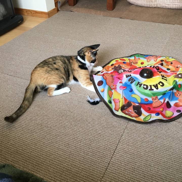 Bdcb8295 4e88 43bb b867 eb5b4f37e2d0