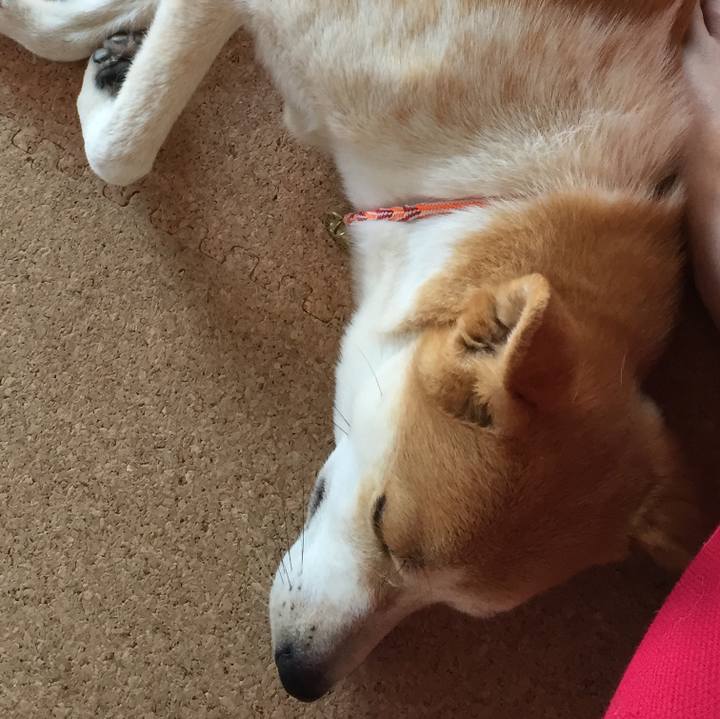 Bdce66e2 dac6 4f12 a350 8c8a8a4ae47a