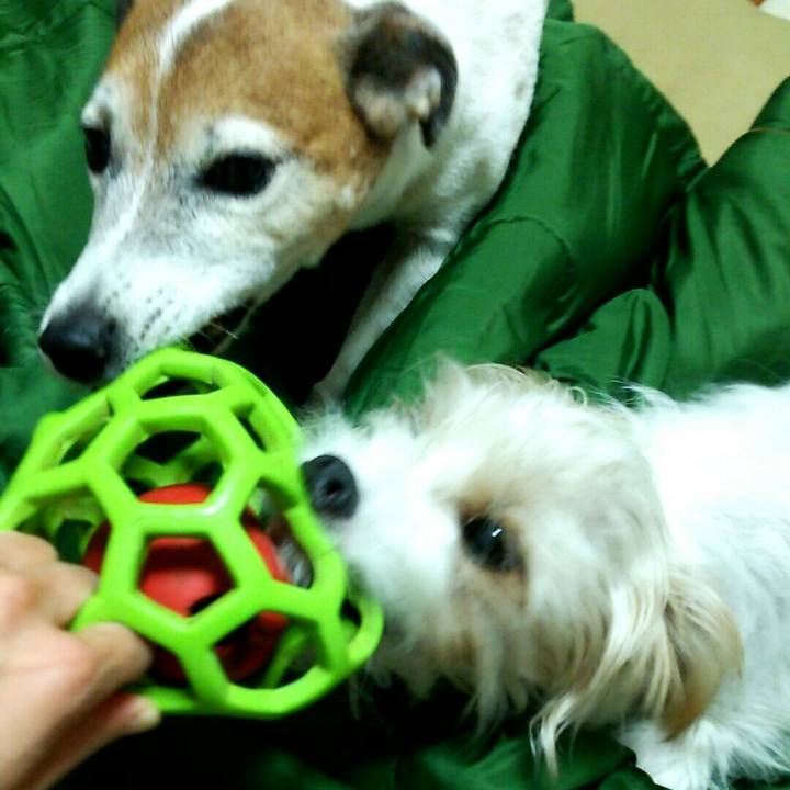 Bdd61c0f 066b 4a23 8ac7 6c948c48f5b2