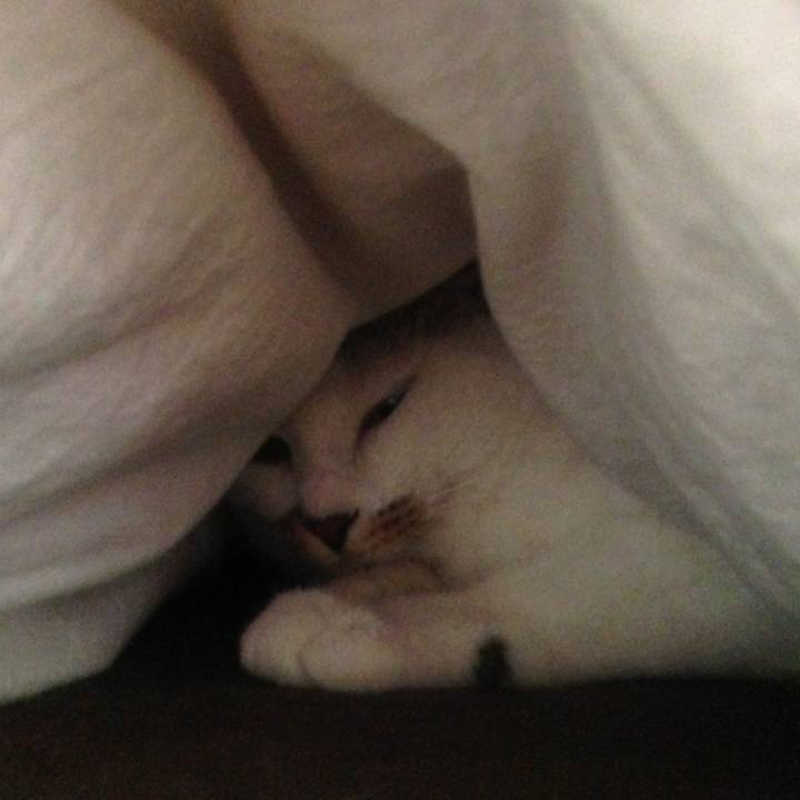 Bdda7d8a ab98 4860 a525 4e51d3e298d5