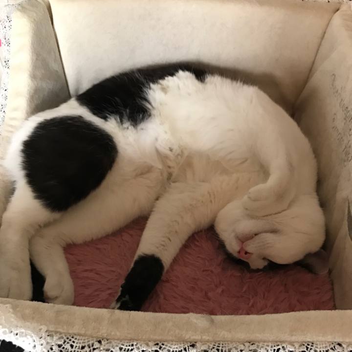 Bddc5386 5e6b 49ed ad98 1df990539cc9