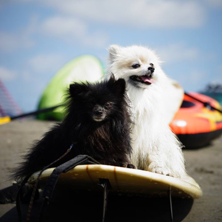 Bddd3758 74c1 46d8 b256 71b18fc702ae