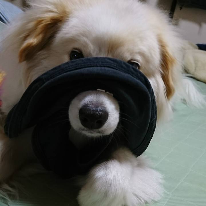 Bddfc43b cf44 4e0c a9b0 dc9cd7acabf3