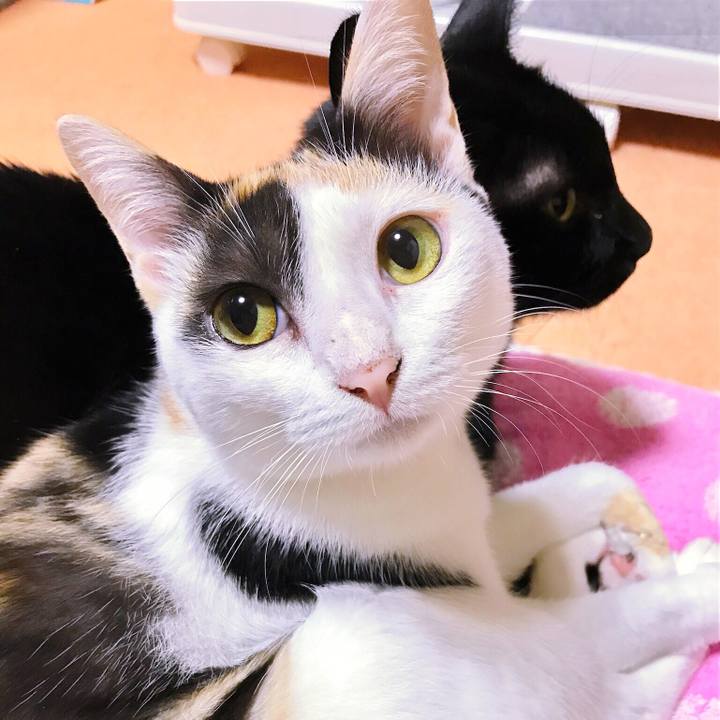 Bde46a6d 388f 4e01 96f6 56fdd44777db