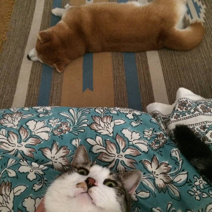 Bded5a39 865a 4f2e 9090 b4fe63ce3381