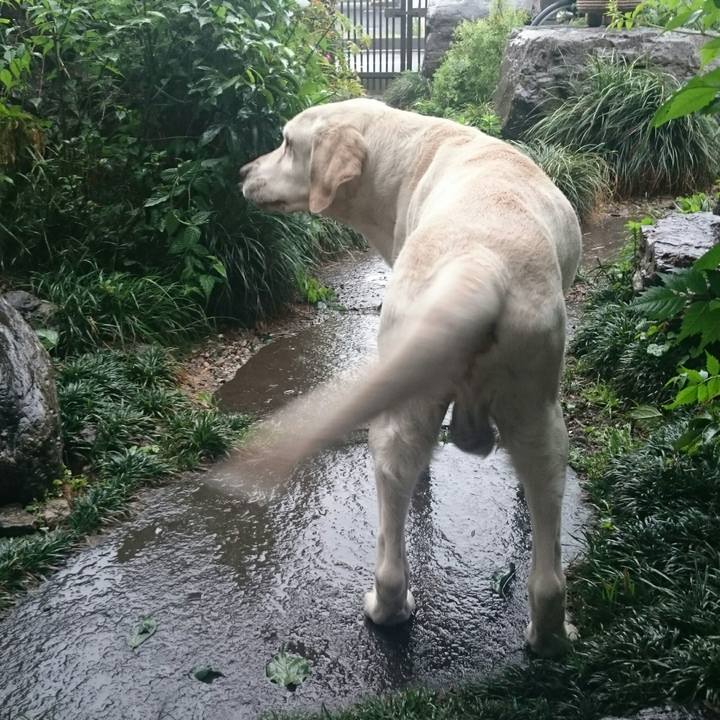 Bdee4a81 8866 436d 9438 cc082af41726