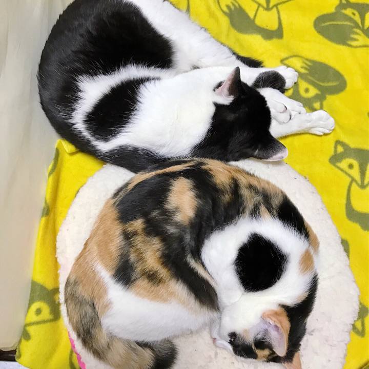 Be065acd dfea 4d36 8190 351d9f205ec2