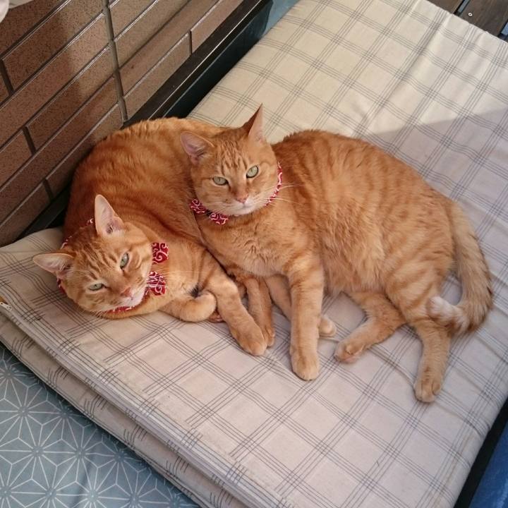 Be3cbdc8 cc42 4738 9d2c b4b3344f7215