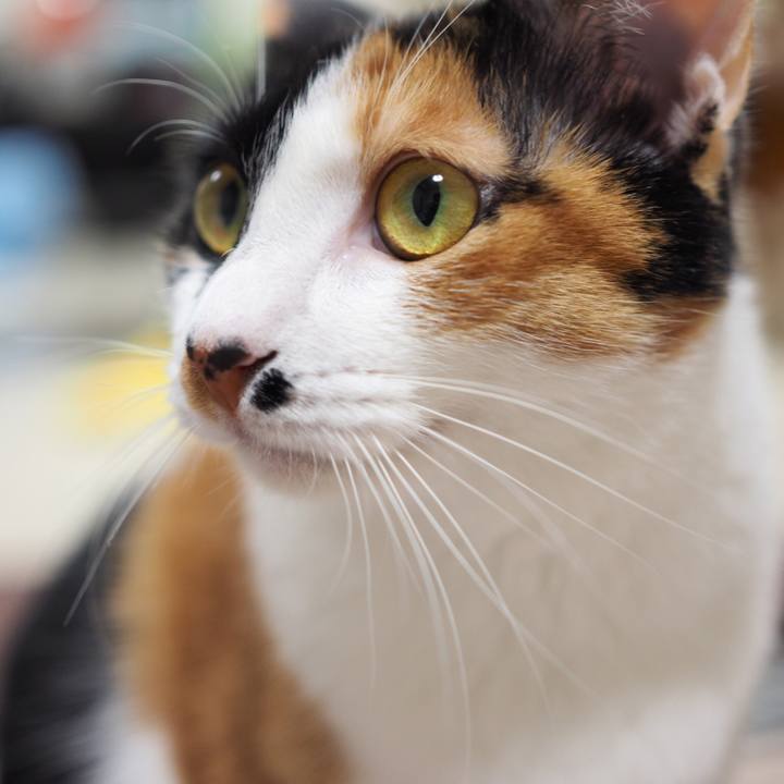 Be5be272 406e 4e03 bb26 70a389fef4aa