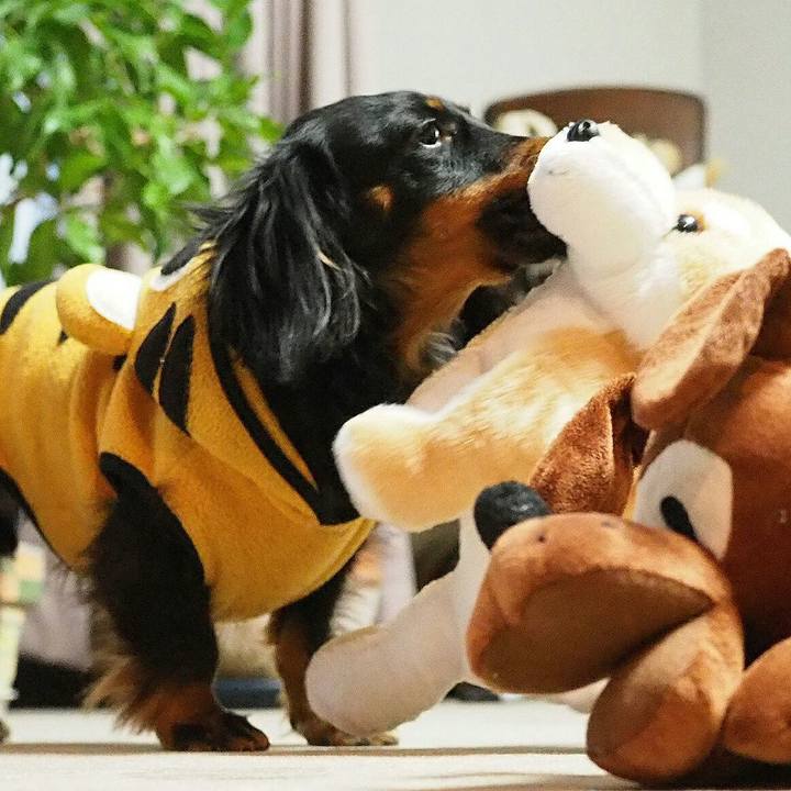 Be600b67 419a 48dd a09e dad5c5bbdbd6