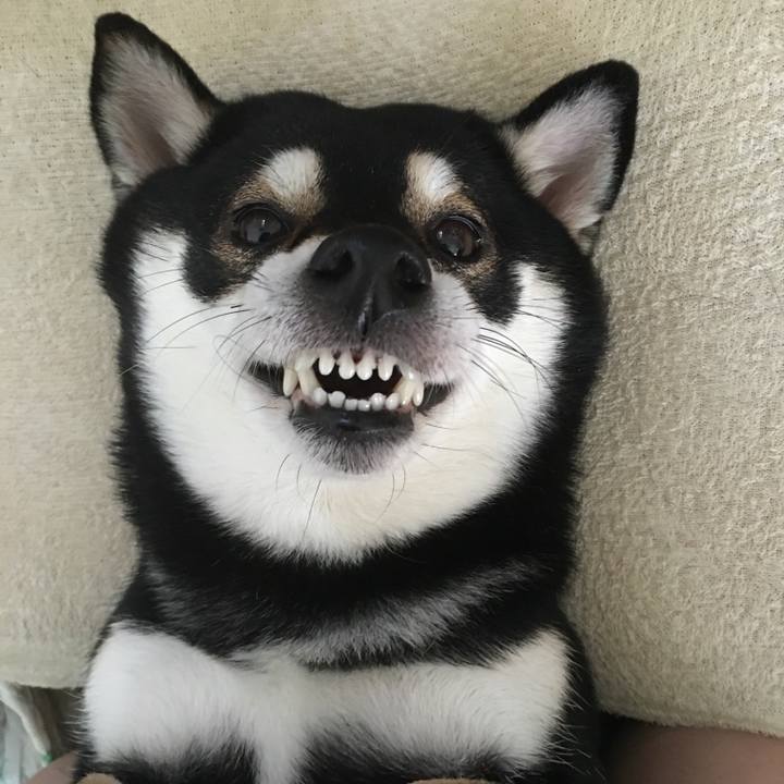 Be82f8a4 fc48 4c51 a950 d7660e6d11d1