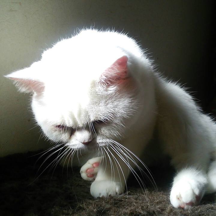 Be88cd2d 68f7 4cce b60f 180ccfc89796