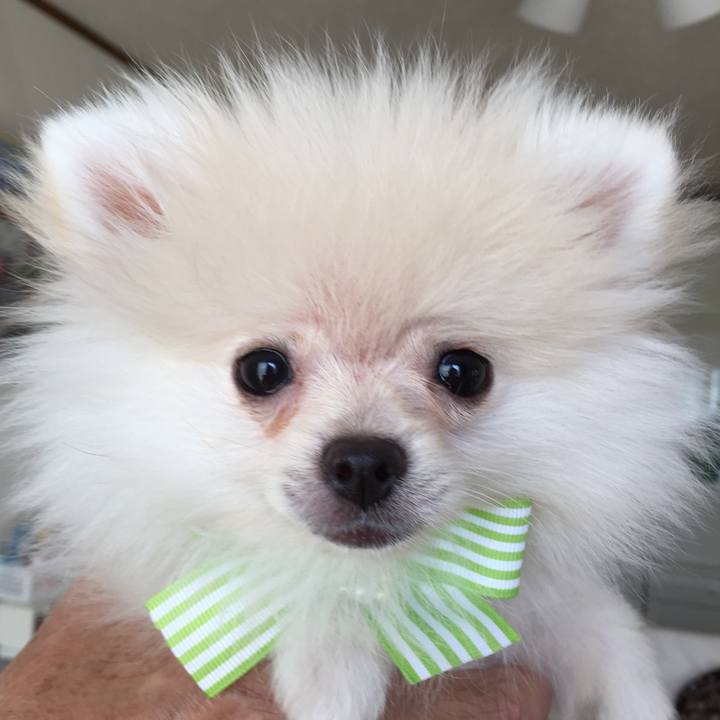 Be897518 45fc 4336 921a 1fe37ab2792b