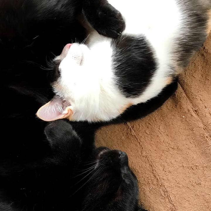 Be8cf25b d850 4b7c bebc 49c2411fd0ec