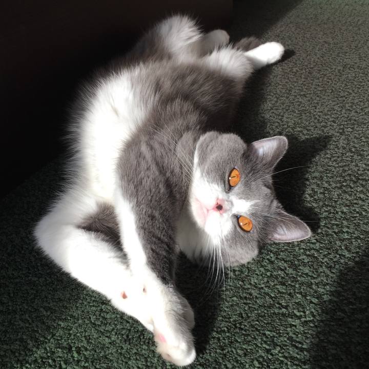 Bea997ba 697c 4254 9943 3f875a473794