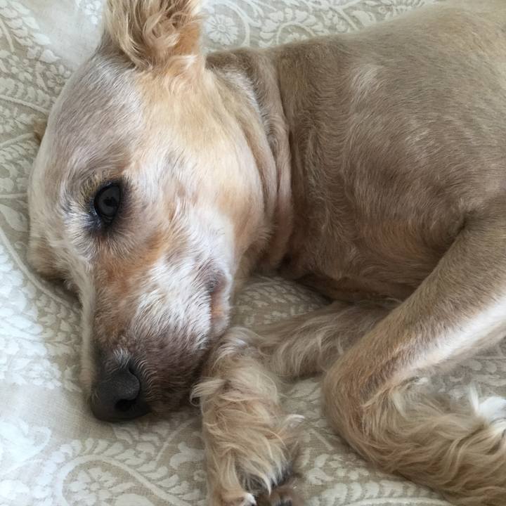 Bec0a2c2 08b0 4acb 8b4c b6fafd3c6908