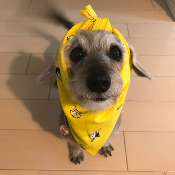 Bec4036a 1b94 4344 8987 1063cf671247