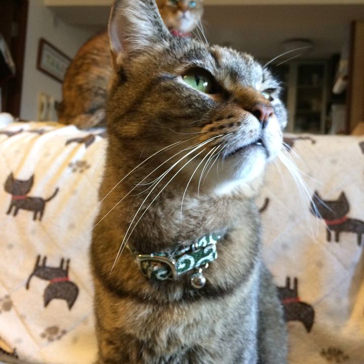 Bed9c507 ffa7 408c b06d 33b9108cc4e9