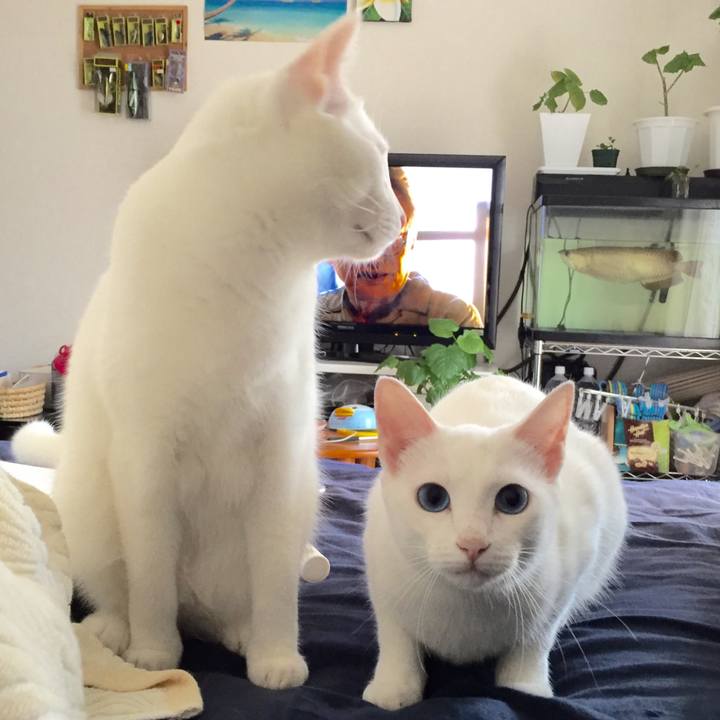 Bedb9f7a 746c 436f 80d1 f96d762e7468