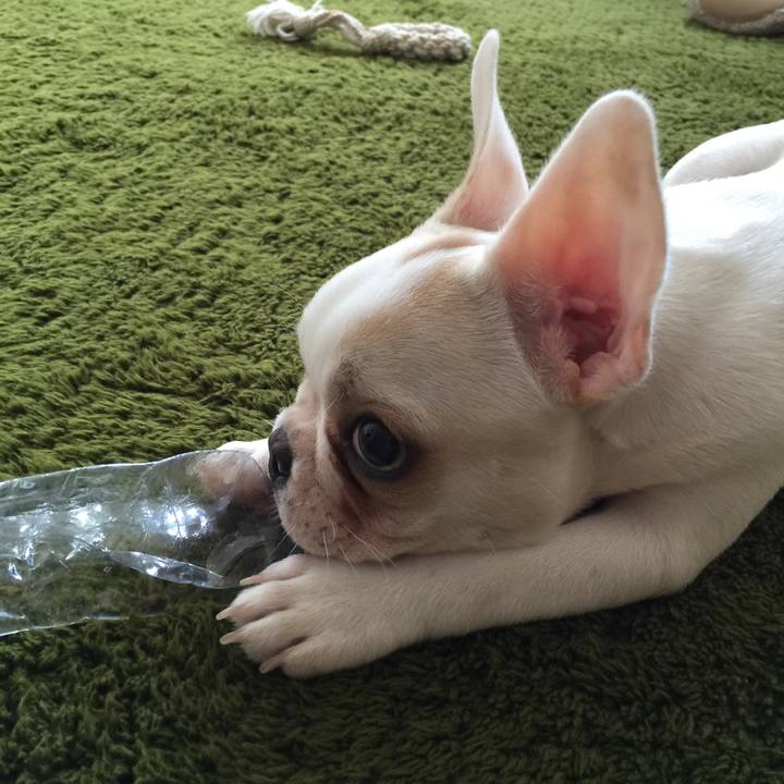 Bee2da4a 4aff 4ccc b45b 16b071a8ecc2