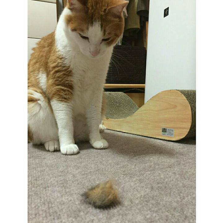 Bee9ad8e 1b1a 4c27 9185 ee1a386520d6