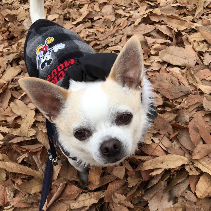 Beef9643 acb0 4107 896b 2ac309c3b416