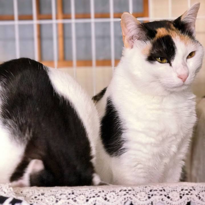 Befdb03a f250 4808 a24b 32e688724d41