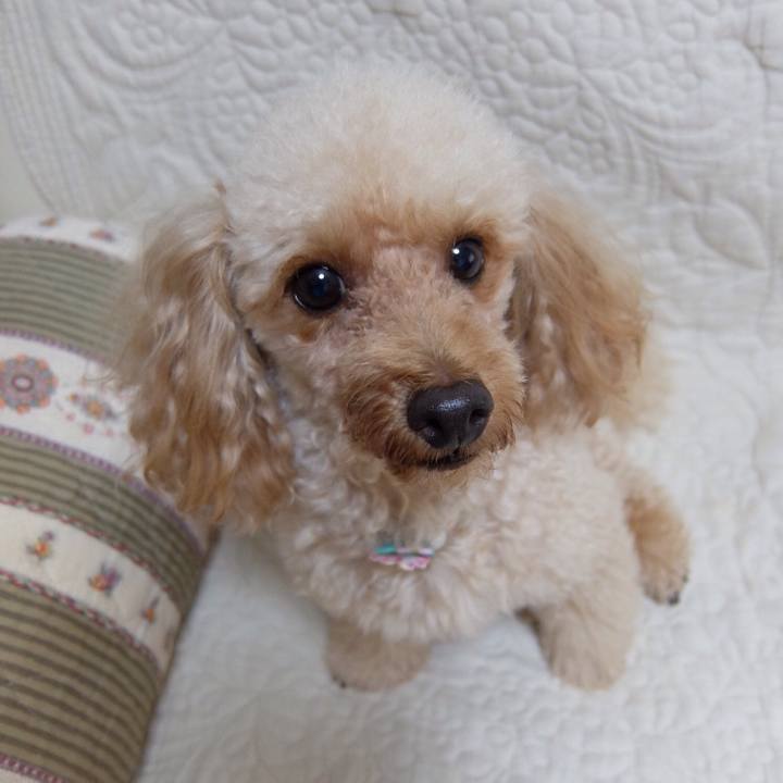 Bf10ffb2 3b11 4f83 8bac 345f9fb2814c