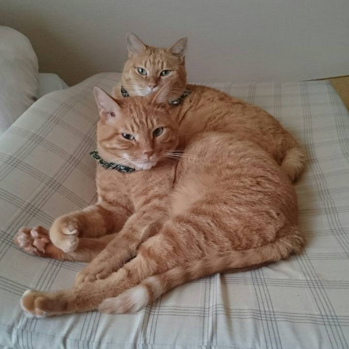 Bf137ae7 27e1 448a b8b4 ab2ee87c4214