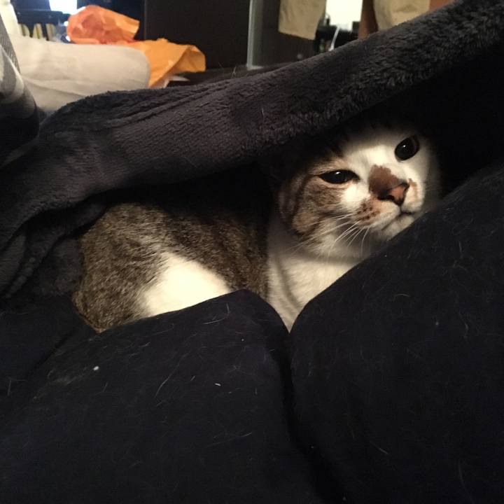 Bf158541 2d89 46bb 94d9 655379933844