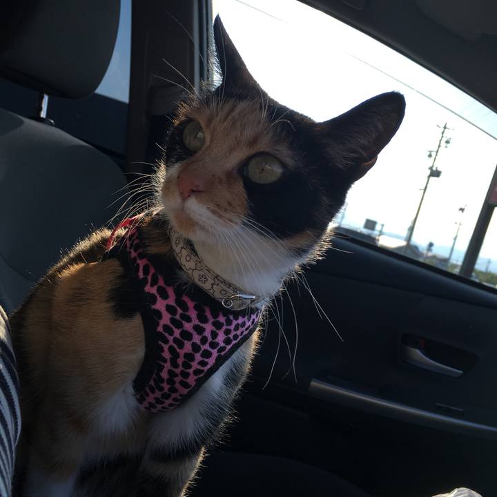 Bf170fc3 d131 4417 b3d4 24c2a679a16a