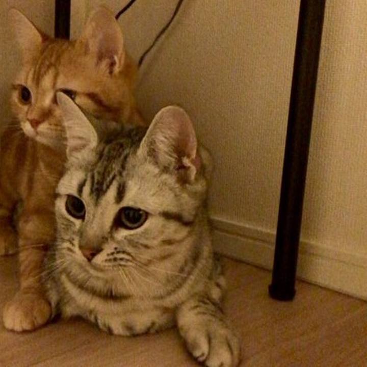 Bf176f0f af80 40ac 8a29 8ee80a57c56f