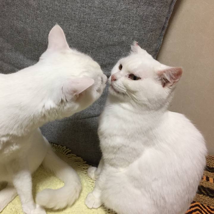 Bf2c37de 5aaf 4e39 b78a cc4a33475f08