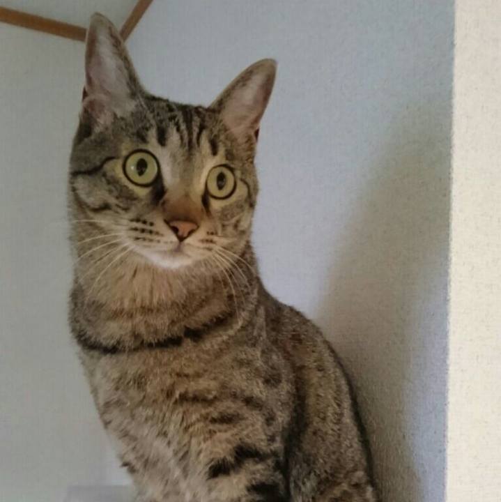 Bf34dee1 90e2 4f50 a239 42a76454bede